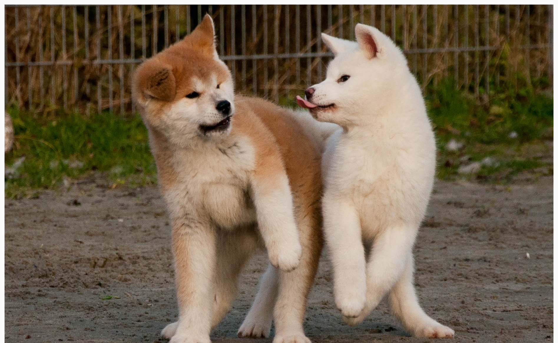 Dingoes are both pest and icon. Now there's a new reason to love